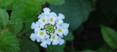 Lantana involucrata