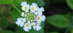 Lantana involucrata