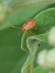 Edessa rufomarginata