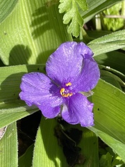 Tradescantia gigantea