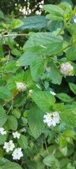 Lantana involucrata