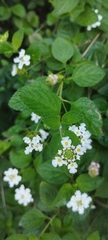 Lantana involucrata