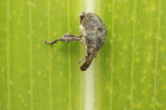Trigonocolus
