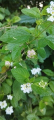 Lantana involucrata