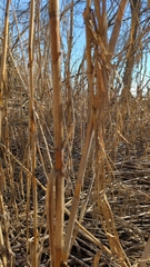 Arundo donax