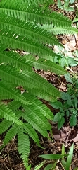 Microlepia strigosa
