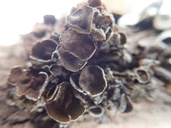 Tuckermanopsis sepincola