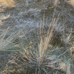 Pseudoroegneria spicata