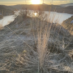 Pseudoroegneria spicata