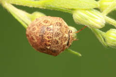 Sphaerocoris testudogrisea