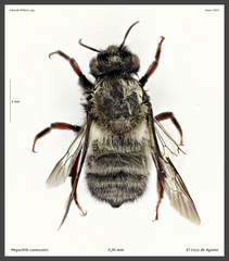 Megachile canescens