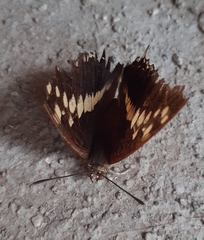 Charaxes solon