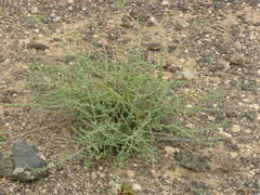 Salsoloideae