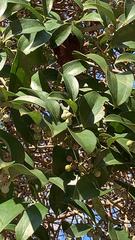 Smilax smallii