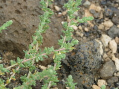 Salsoloideae