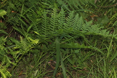 Athyriaceae