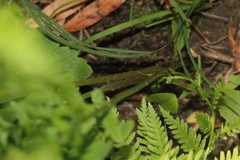 Athyriaceae