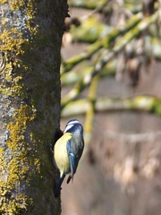Cyanistes caeruleus