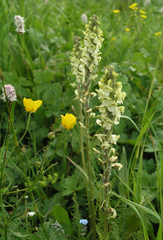 Pedicularis dolichorrhiza