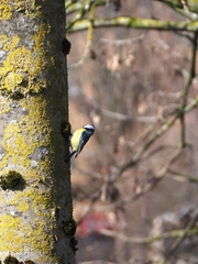 Cyanistes caeruleus