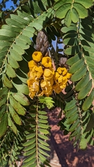 Senna didymobotrya