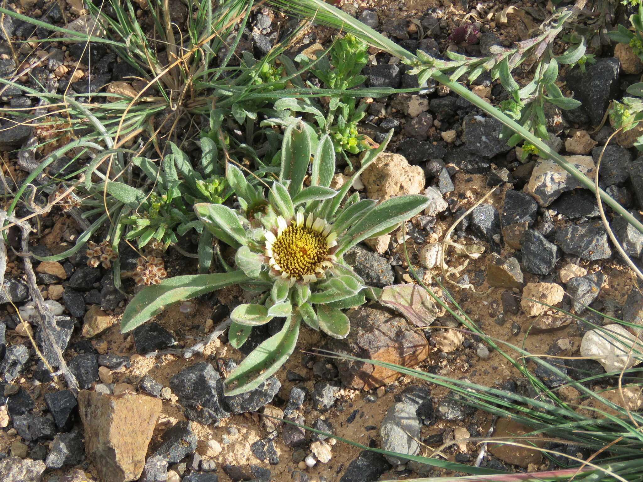 Pallenis hierochuntica