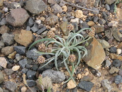 Plantago ovata