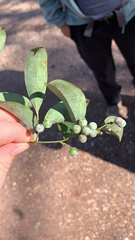 Smilax smallii