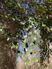 Smilax smallii