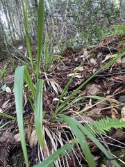 Anthoxanthum occidentale