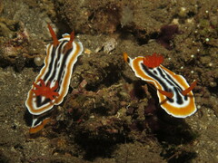 Chromodoris magnifica