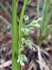 Anthoxanthum occidentale