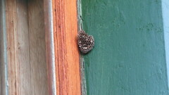 Polistes tenebricosus