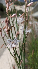Asphodelus fistulosus