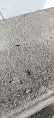 Dolichoderus bispinosus