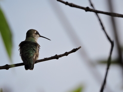Archilochus colubris