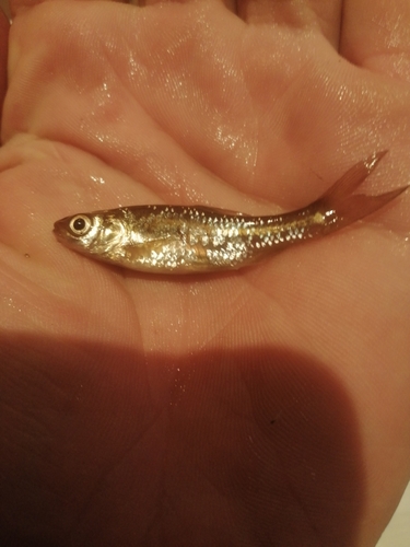 Chubbyhead barb (Enteromius anoplus) — Cyprinidae