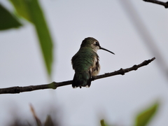 Archilochus colubris
