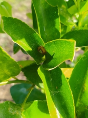 Eriophora