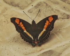 Doxocopa