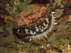 Spondylus varius