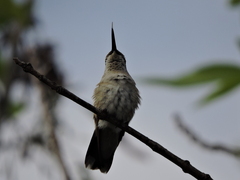 Archilochus colubris