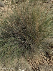 Macrochloa tenacissima