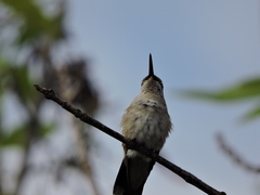 Archilochus colubris