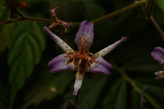 Tricyrtis