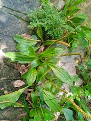 Plantago major