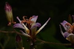 Tricyrtis