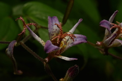 Tricyrtis