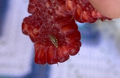 Hemerobiiformia