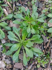 Draba verna